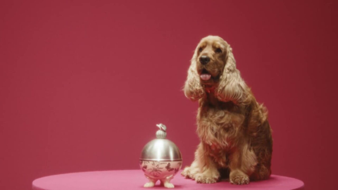 gucci on X: The Gucci Pet Collection continues the narrative of