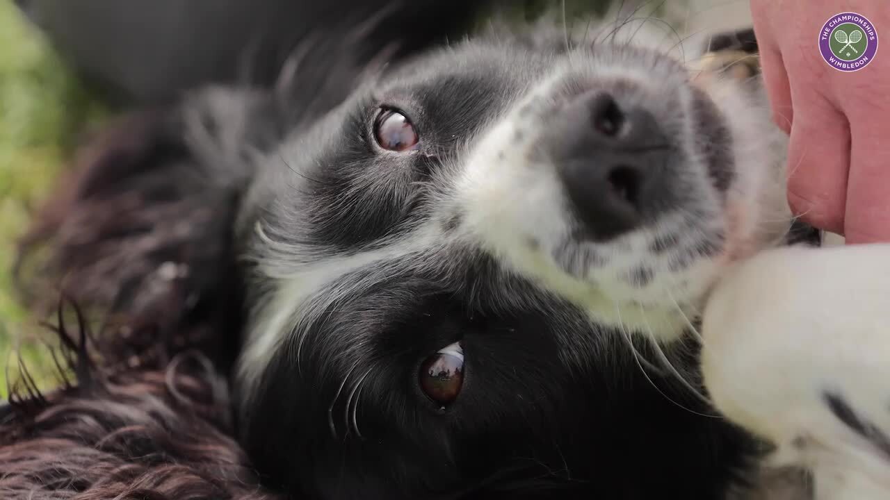 Video - Wraith: The Wimbledon Search Dog - The Championships, Wimbledon ...