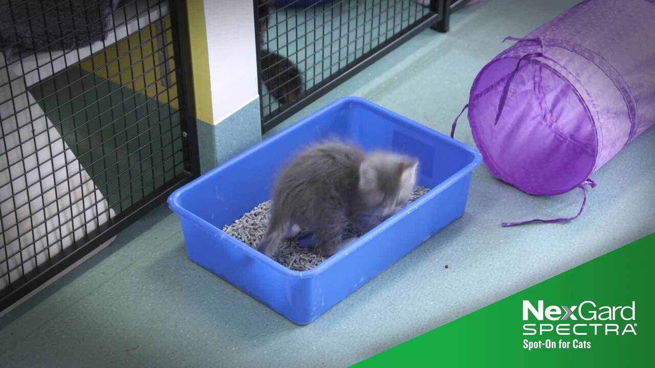 Kitten using outlet litter box