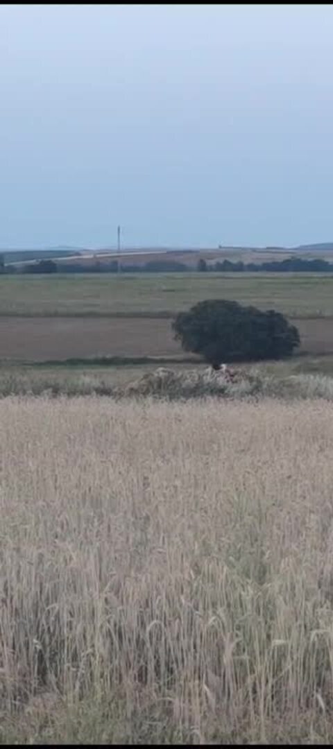 Vídeo de la persecución del novillo una vez localizado, facilitado por la Subdelegación del Gobierno de Soria