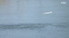 Comienza el rescate de la beluga del río Sena