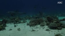 Por qué los delfines hacen cola para frotarse contra los corales