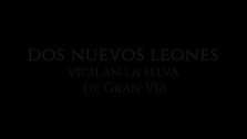 Dos leones coronan el icónico templete de Antonio Palacios en el Metro de Gran Vía