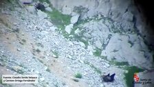 Sin rastro de la osa despeñada en la Montaña Palentina tras el ataque de un macho ni de su osezno