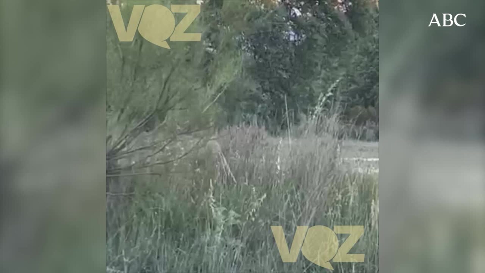 El lince avistado en Sevilla la Nueva