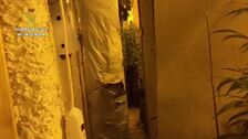 Detienen a nueve lituanos con 2.600 plantas de marihuana en Valencia