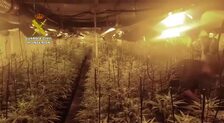 Desmantelan plantaciones de marihuana «inteligentes» que los traficantes manejaban desde sus móviles