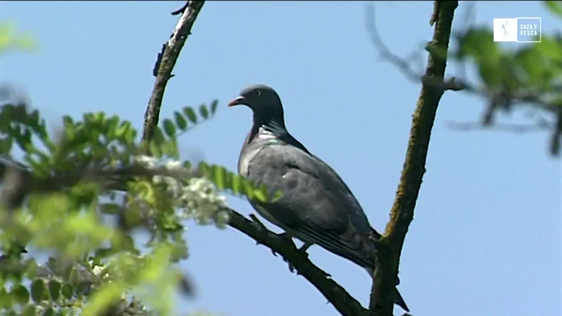 La media veda en Andalucía