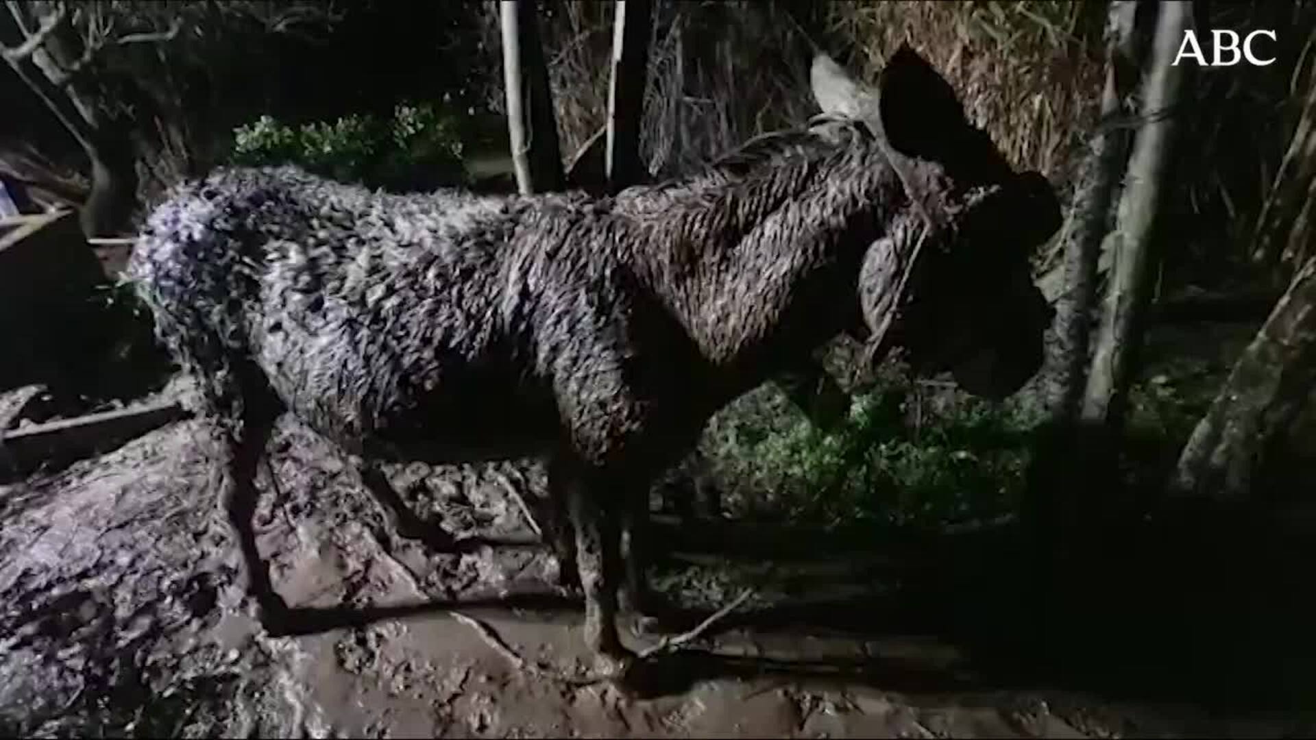 Rescate de Triguero, ya sano y salvo aunque mojado y embarrado