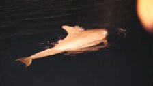 Nace un delfín en el Oceanogràfic de Valencia durante el confinamiento por el coronavirus