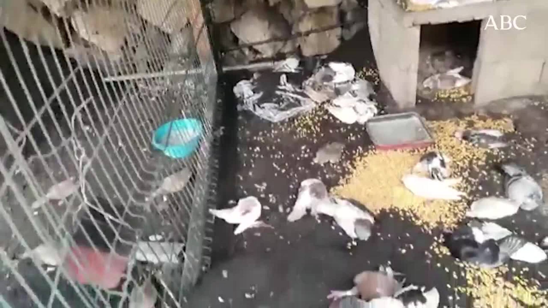 Una paloma sobre las cenizas del volcán de La Palma