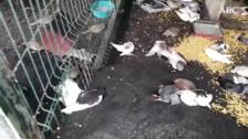El peligro invisible de la isla de La Palma que mata hasta a las palomas