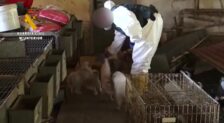 La Guardia Civil rescata 544 perros hacinados en una nauseabunda granja de Zaragoza