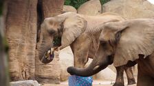 Papá Noel entrega los regalos a los animales de Bioparc Valencia