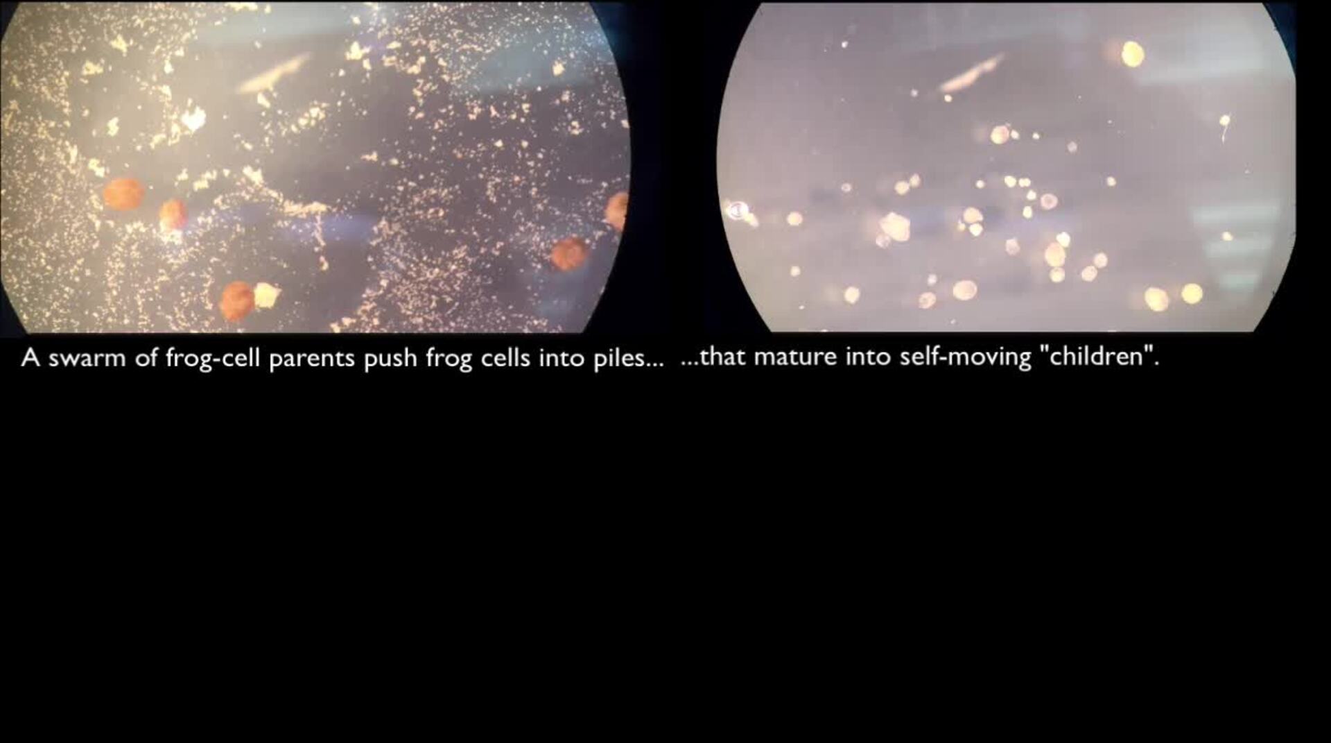 Qué son los xenobots: robots vivientes que se autorreplican