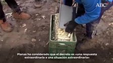 Consejo de Ministros, en directo: El Gobierno aprueba que parados e inmigrantes puedan trabajar en el campo