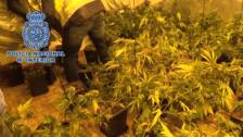 Desmantelan una plantación con 42 kilos de marihuana en un chalet de Monserrat (Valencia)