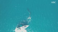 Una ballena de cuarenta toneladas y 17 metros llega hasta la playa valenciana de Cullera