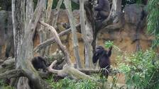 Símbolo de resiliencia en Bioparc Valencia: el «espalda plateada» Mambie cumple 31 años