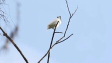 Escucha al pájaro más estridente del mundo