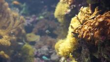 Los profesionales del Oceanogràfic comparten sus métodos y experiencias en un curso de acuariología