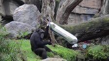 El bebé chimpancé del Bioparc cumple un año convertido en la estrella del parque