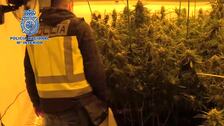 Desmantelan cuatro plantaciones con 500 kilos de marihuana en chalets de lujo de Valencia y Castellón