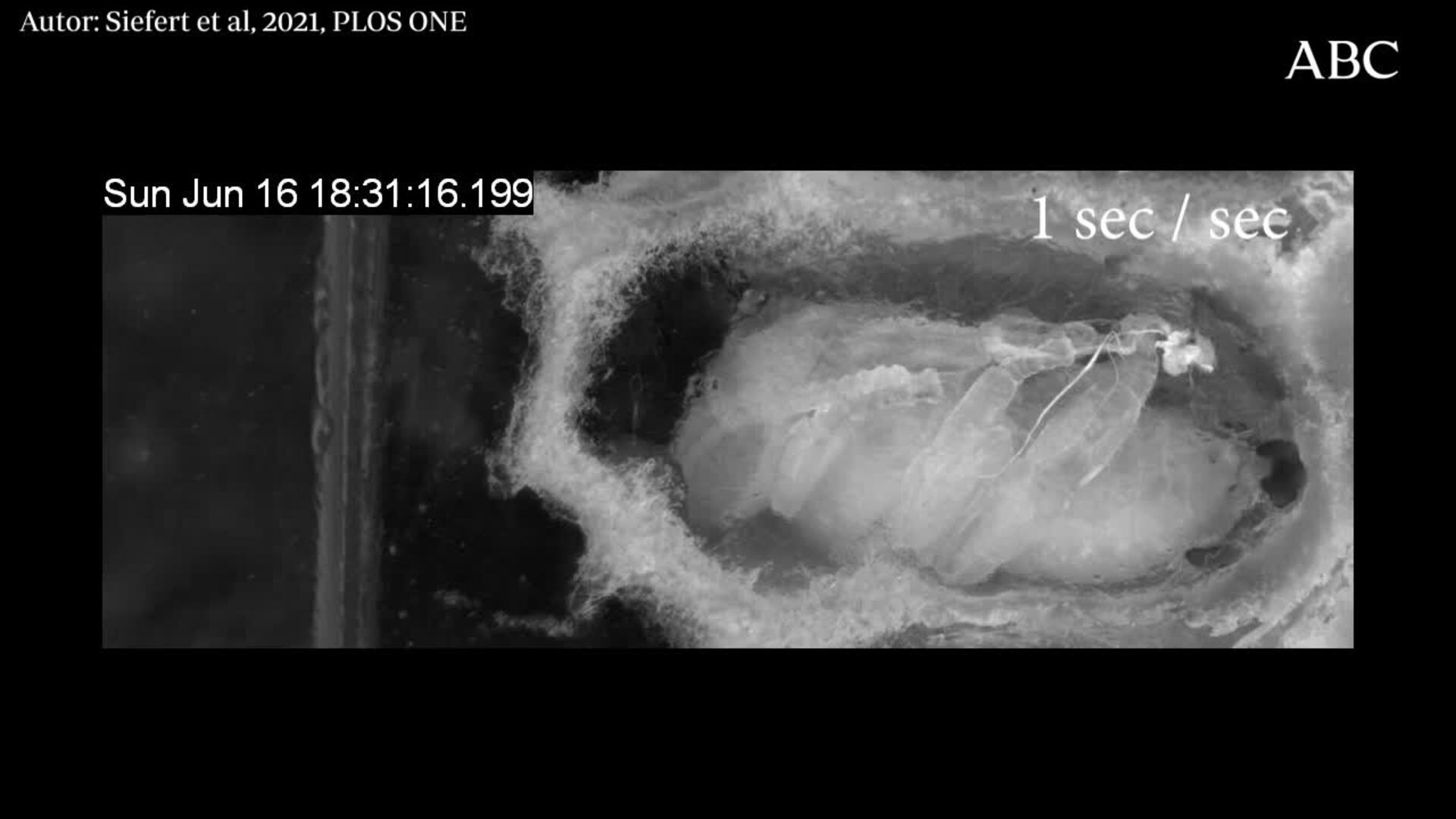 Así son las extrañas conductas de las abejas en la colmena