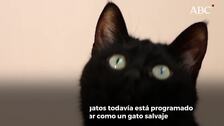 Resuelto el misterio de por qué los gatos comen hierba