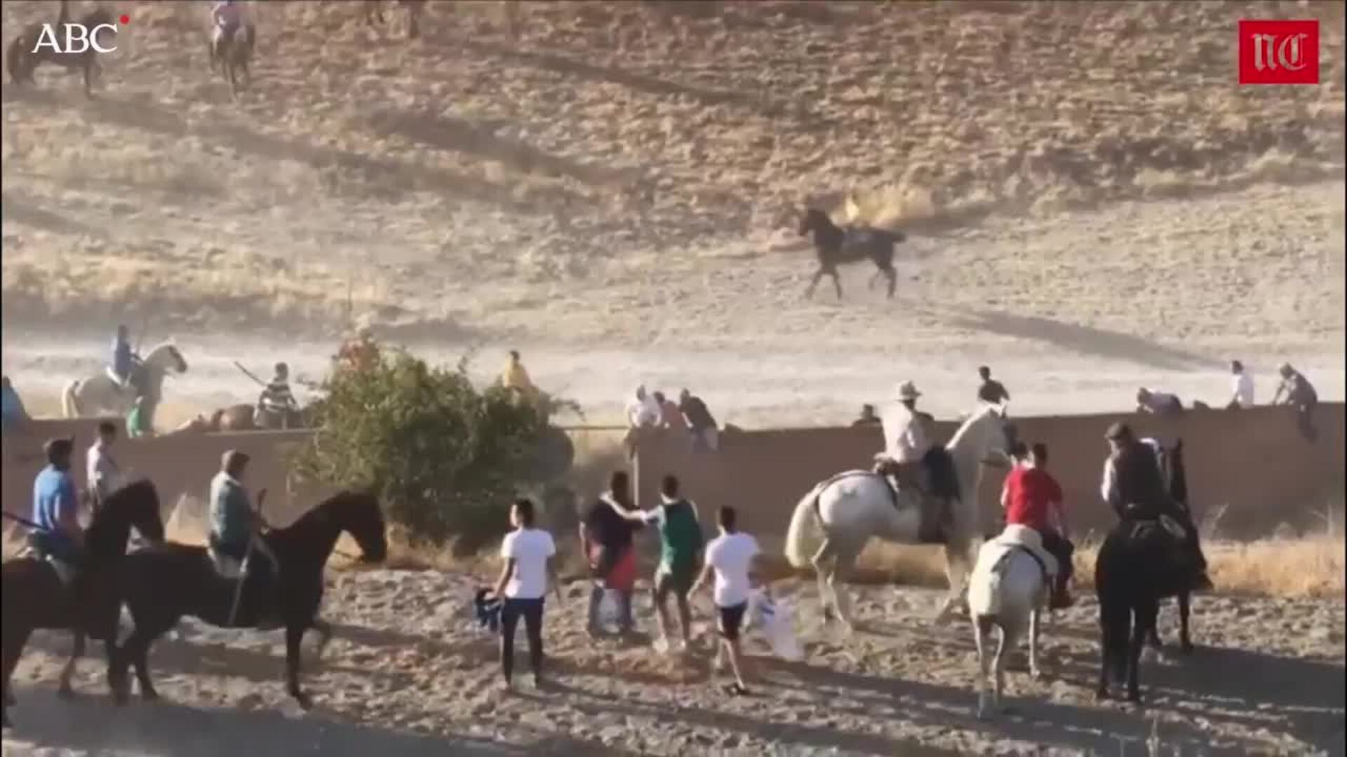 Momento en que el toro cornea en el suelo al hombre fallecido en Cuéllar (Segovia)
