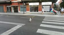 Vídeo: una gaviota devora a una paloma en plena calle en Valencia