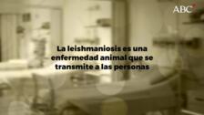 Aumenta en Valencia una enfermedad que transmiten animales y ya septuplica la media nacional