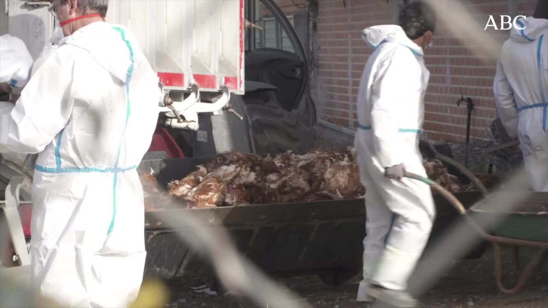 Brote de gripe aviar en macrogranjas