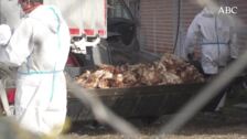 Más de 133.750 gallinas, sacrificadas en Valladolid por un foco de gripe aviar