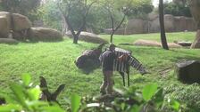 Bioparc Valencia abre las inscripciones de la escuela de vacaciones «Expedición África»