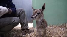 Los cuidadores del Bioparc salvan a la cría de una gacela dentro del programa internacional para su conservación