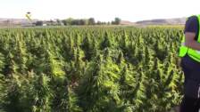 Intervenidas 135.000 plantas de marihuana, la mayor cantidad en un mismo cultivo en Europa