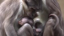 El nacimiento de un peculiar primate en peligro de extinción sorprende a los visitantes de Bioparc Valencia