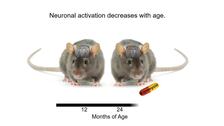 Rapamicina: el fármaco que previene el deterioro vascular cerebral relacionado con la edad