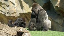 Doble celebración de cumpleaños de los gorilas del Bioparc Valencia