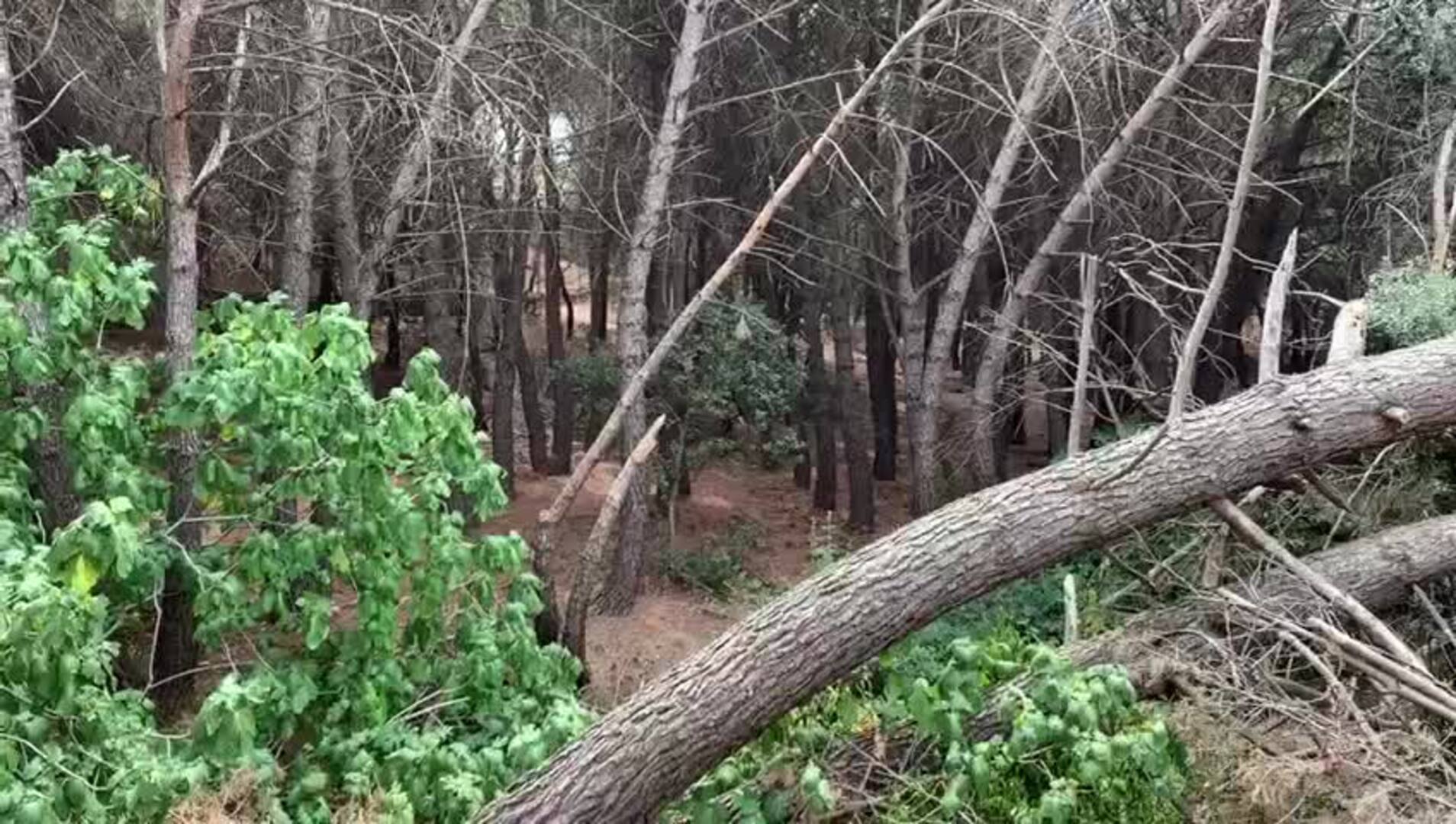 Imagen del bosque que rodea la urbanización con árboles y ramas caídas