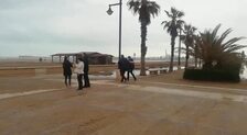 En imágenes: el temporal arrastra delfines muertos a las playas de Valencia y Alicante