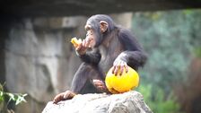 Bioparc Valencia celebra un Halloween muy «animal» durante el puente de Todos los Santos