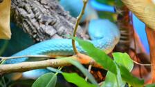 Una serpiente de veneno mortal en pocas horas es retirada por la Policía Nacional y acogida en Benidorm