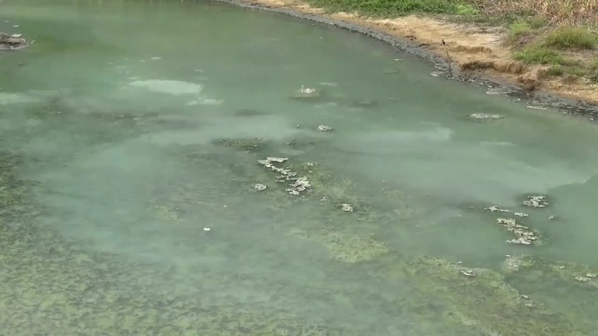 Estos peces trabajan juntos para hacer olas y espantar a los depredadores