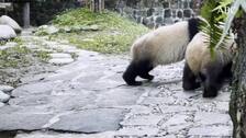 El milagro chino de los pandas