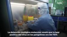 Científicos chinos aseguran que el pangolín podría ser el huésped del nuevo coronavirus