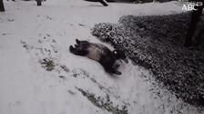 Vea el divertido vídeo de dos pandas disfrutando de la nieve en el Zoo nacional de Washington