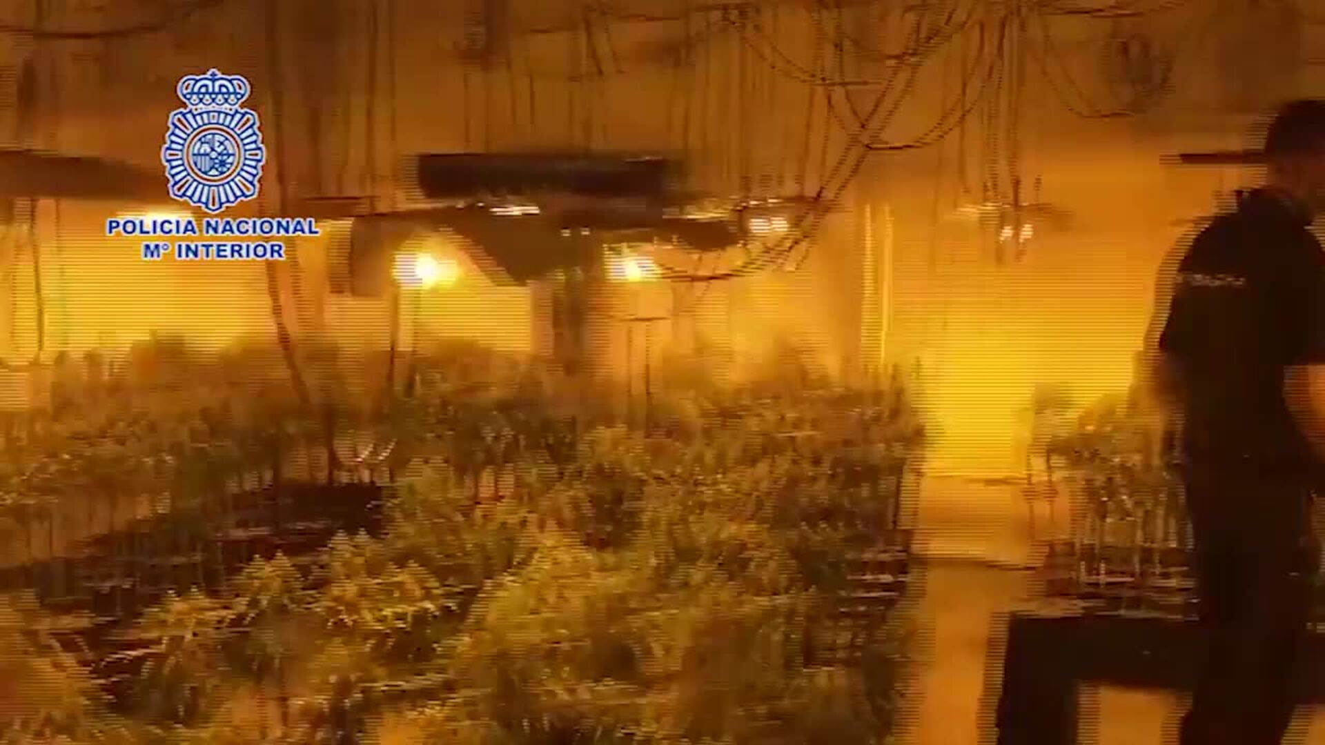 Un clan de la Cañada Real escondía más de 2.000 plantas de marihuana