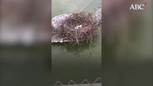 Sorpresa en la Casa de Campo de Madrid: unas garzas reales anidan en pleno lago